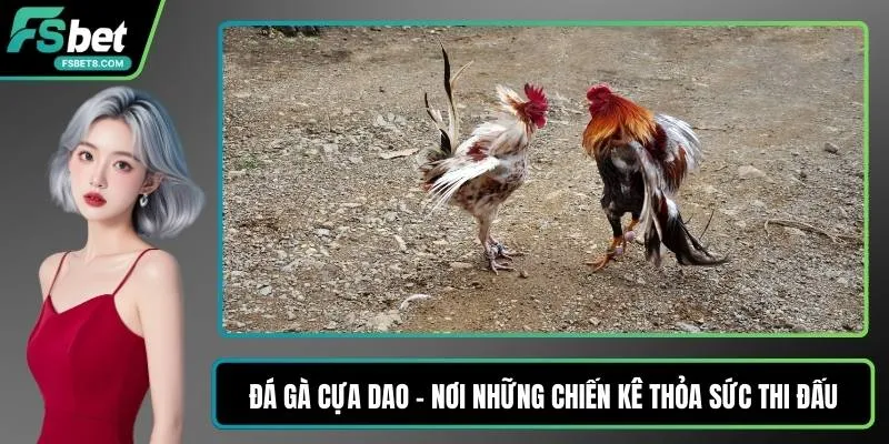 Đá gà cựa dao
