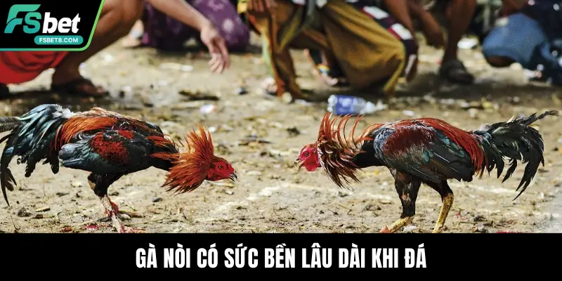 Gà nòi có sức bền lâu dài khi đá