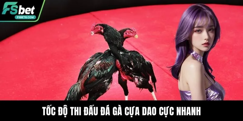 Tốc độ thi đấu đá gà cựa dao cực nhanh