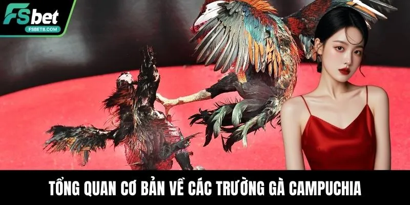 Tổng quan cơ bản về các trường gà campuchia