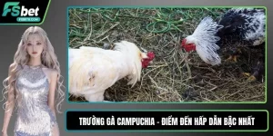 Trường gà campuchia