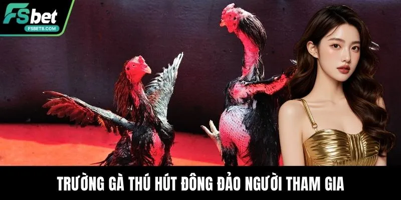 Trường gà thú hút đông đảo người tham gia